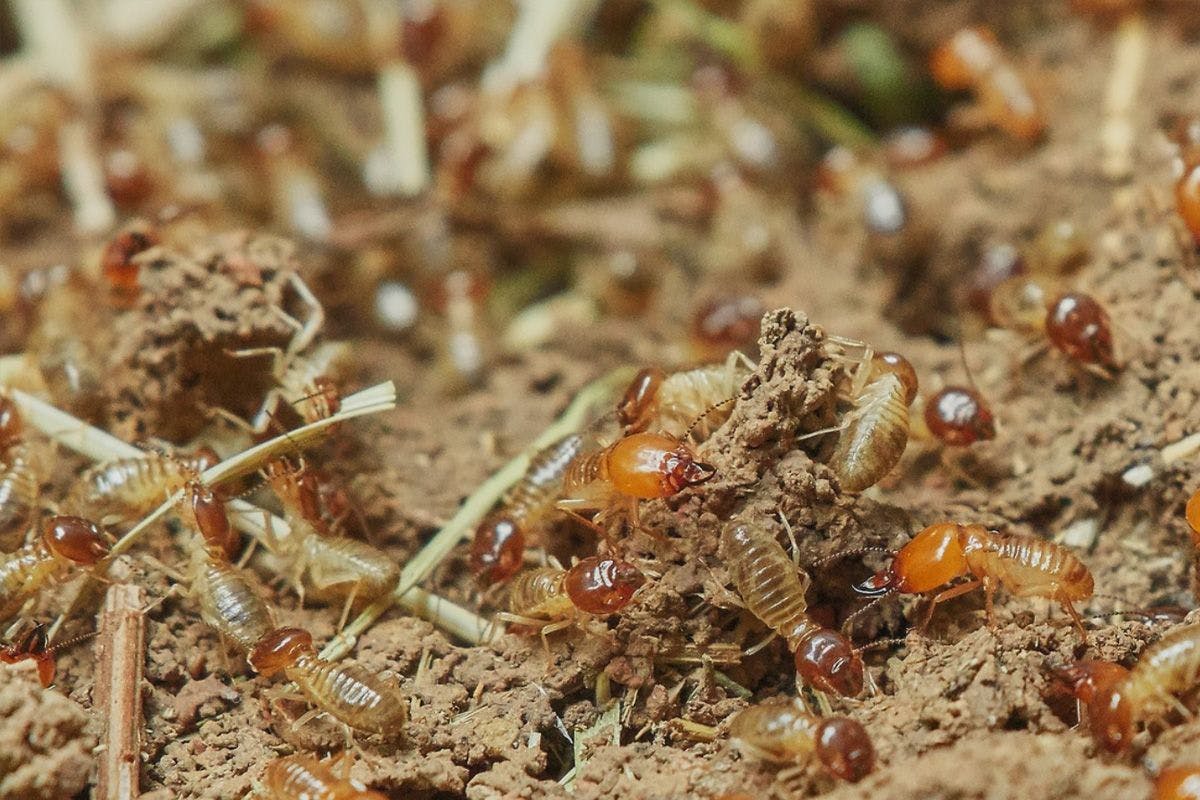Unlocking the Secrets to Effective Termite Control