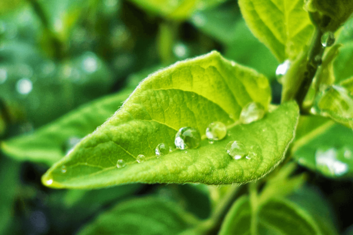 Optimizing Herbicide Performance with the Right Adjuvants