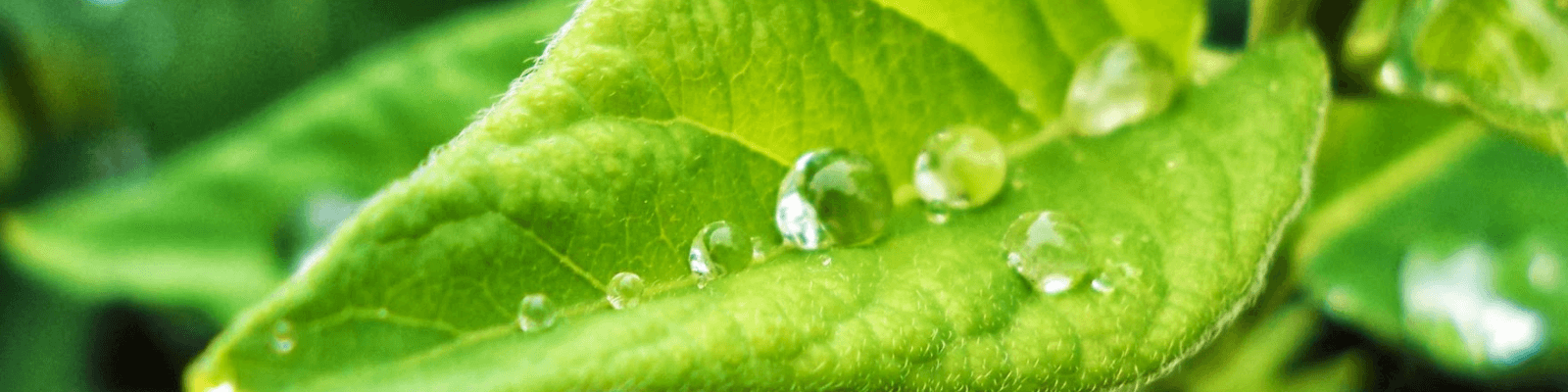 Optimizing Herbicide Performance with the Right Adjuvants