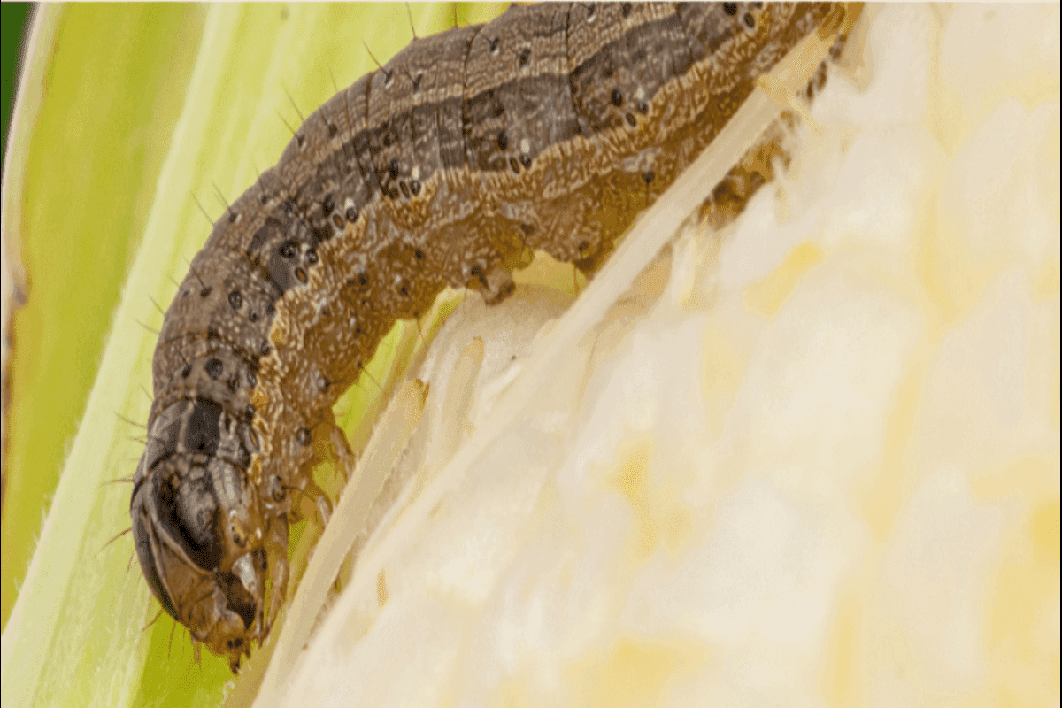 How to Control Fall Armyworms: A Quick Guide