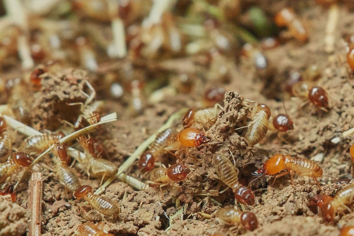 Unlocking the Secrets to Effective Termite Control