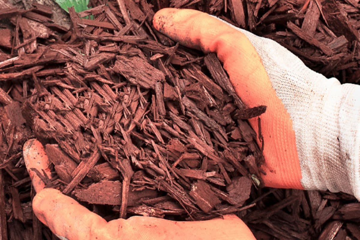 The Magic of Mulch: A Guide to a Lush Landscape
