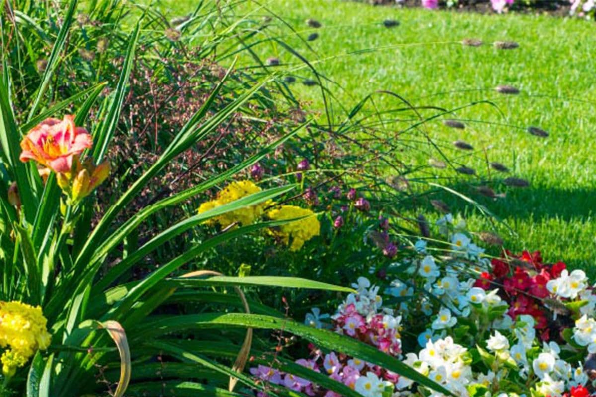 Blooming Green, Growing Dreams: Embrace the Springtime Scene