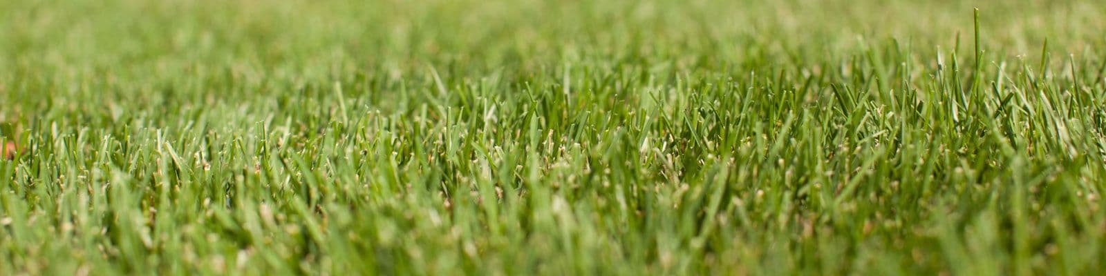 Enhance Your Outdoor Space with Green Velvet and Swordfish Lawn Service
