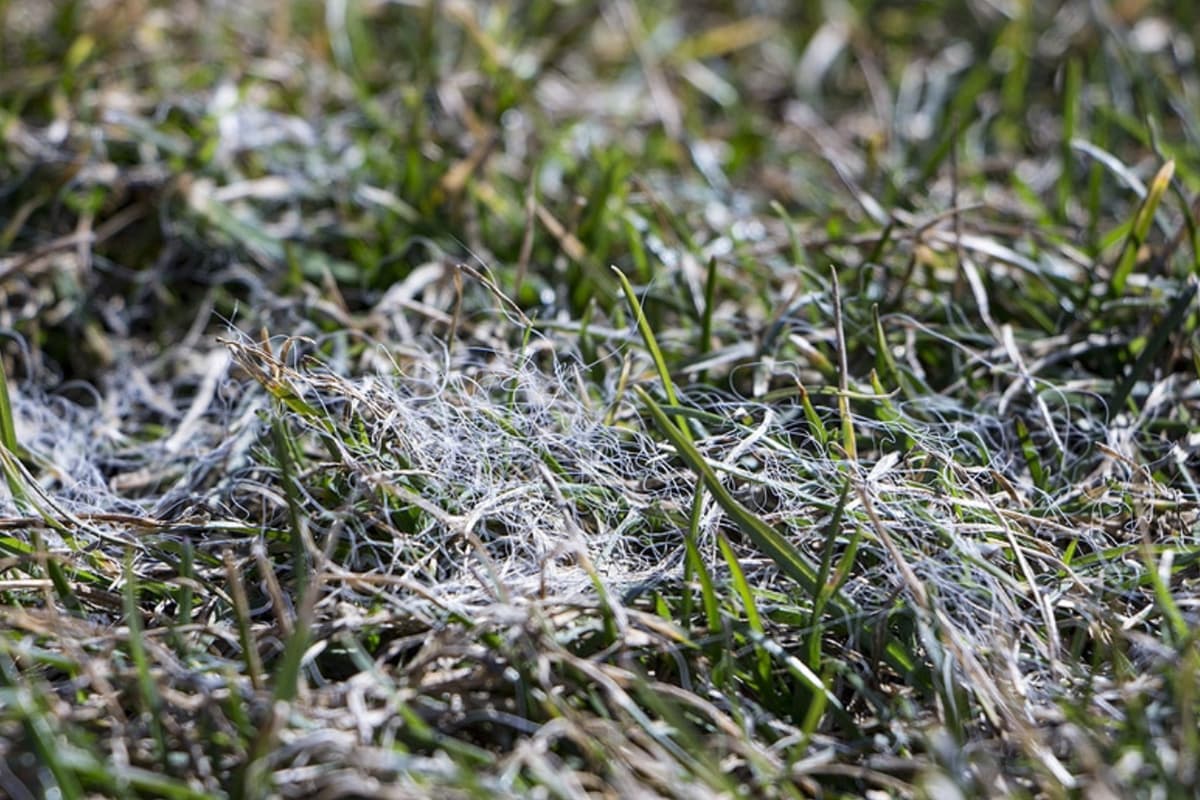 All About Gray Snow Mold: What It Is and How to Handle It