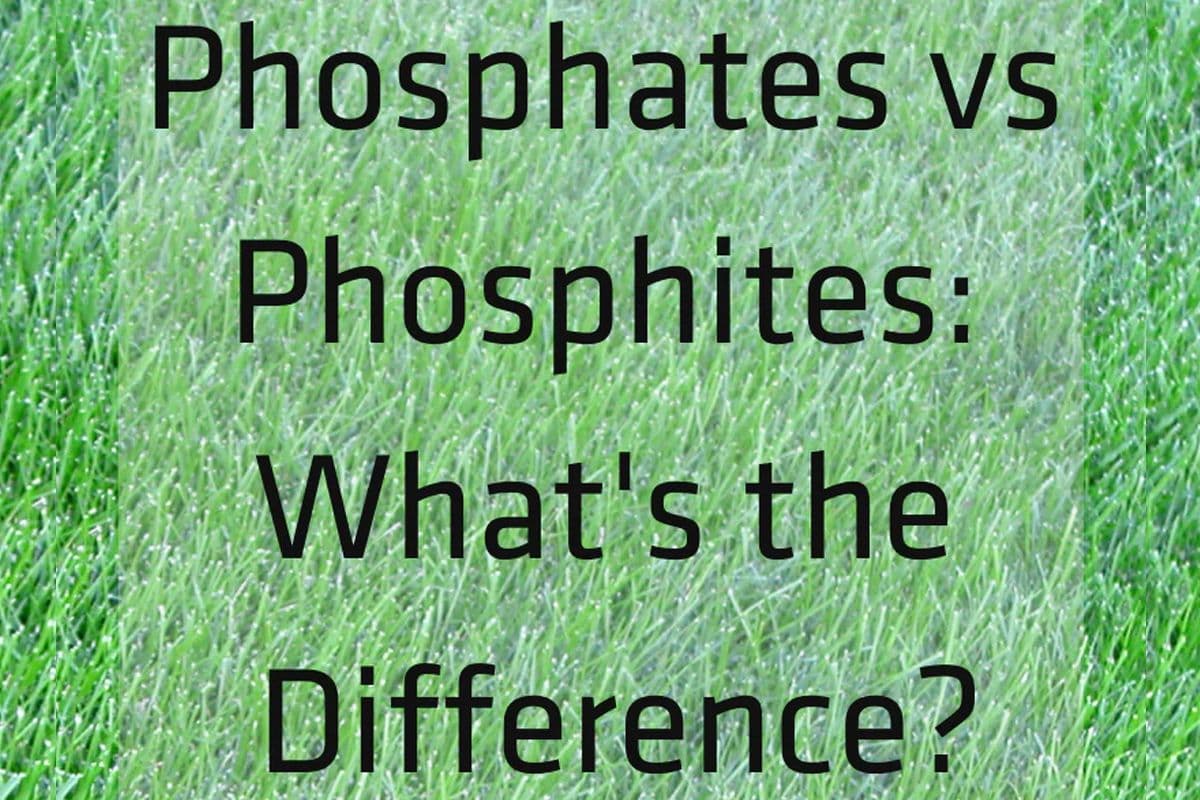 The Differences Between Phosphates and Phosphites