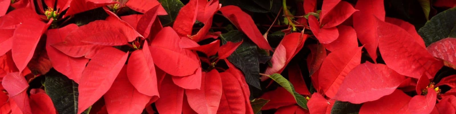 6 Steps to Propagate Poinsettias
