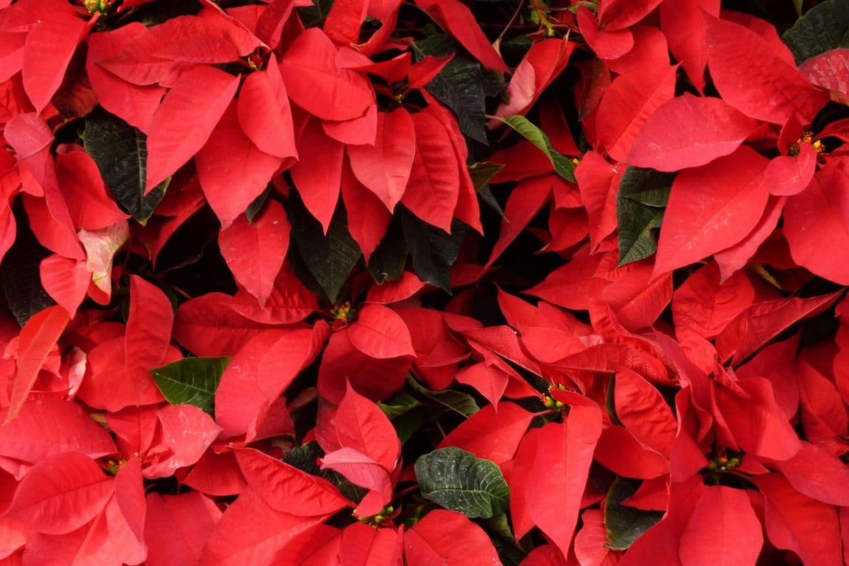6 Steps to Propagate Poinsettias