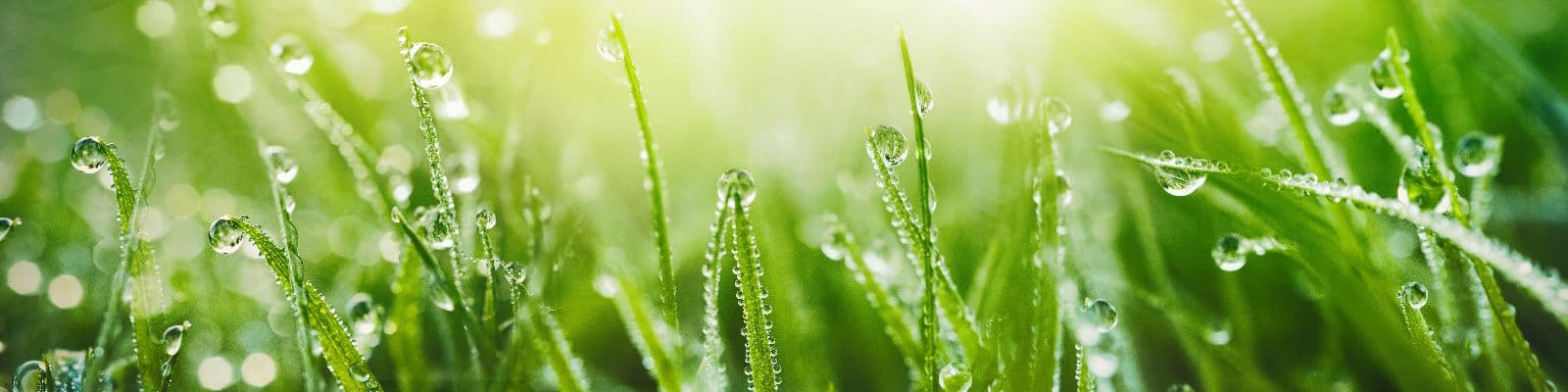 Wetting Agents 101: What They Are and How to Use Them