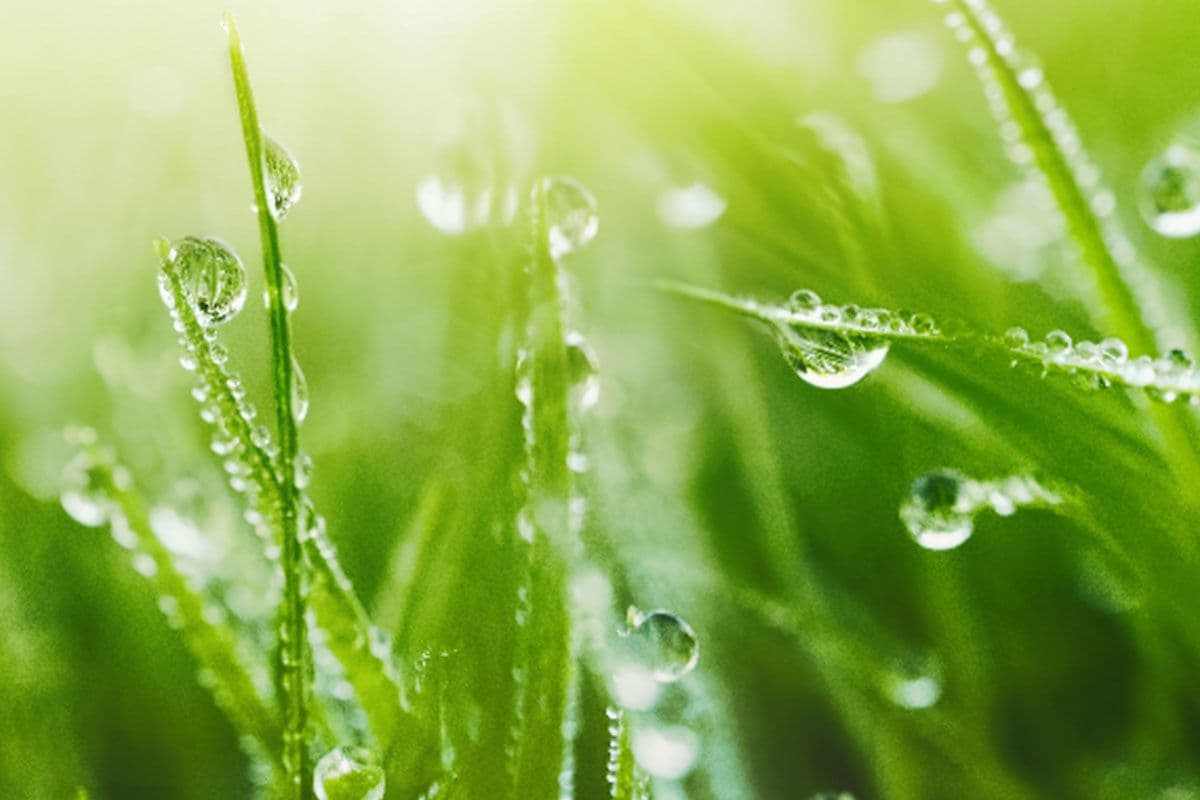 Wetting Agents 101: What They Are and How to Use Them