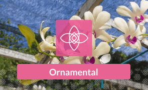 Ornamental