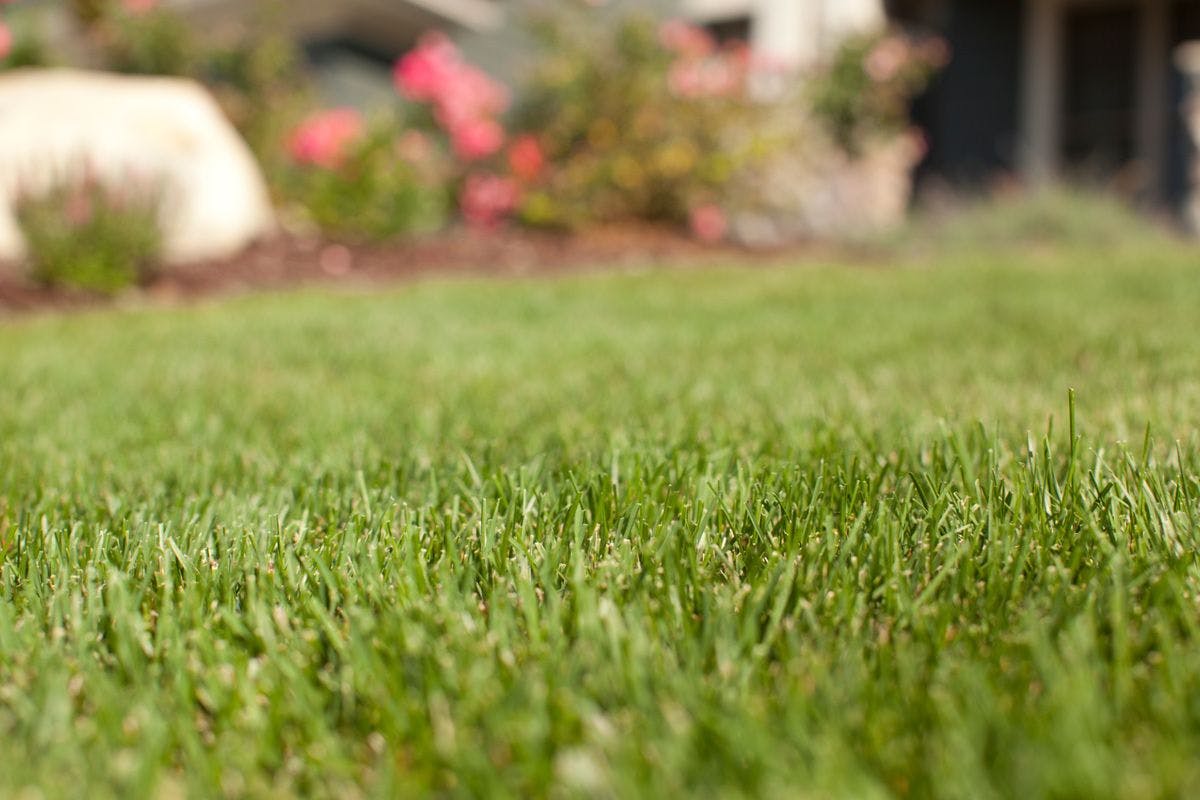 Enhance Your Outdoor Space with Green Velvet and Swordfish Lawn Service